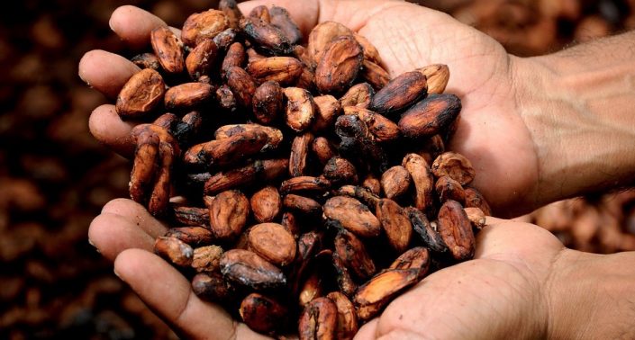 cacao